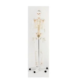 Life Size Skeleton